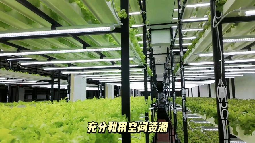 水培蔬菜工厂多层种植 #水培蔬菜 #植物工厂 #多层种植
