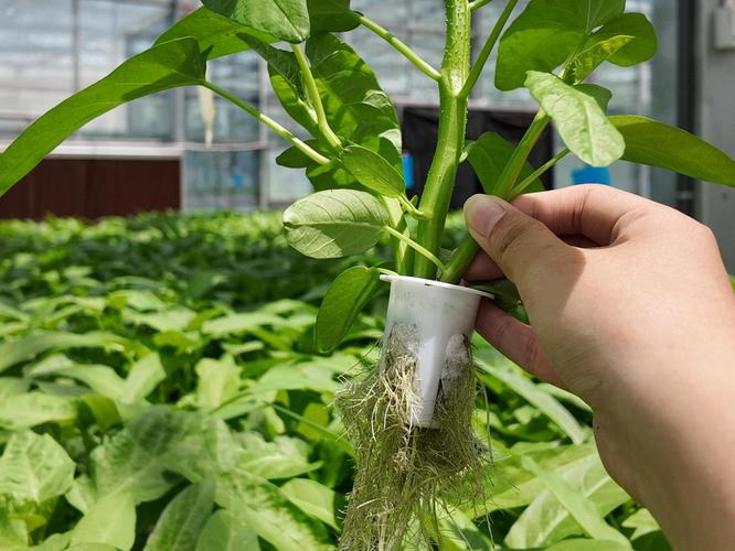 农残焦虑?福赛春泽植物工厂,活体蔬菜安心鲜享!