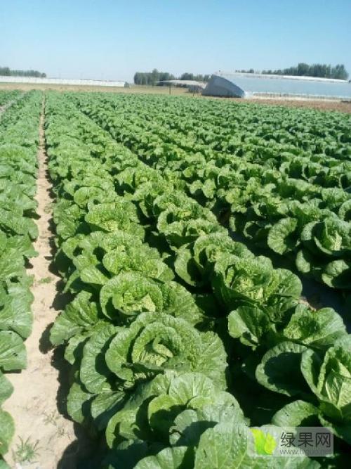 供应无公害蔬菜生产基地 从源头守护餐桌安全