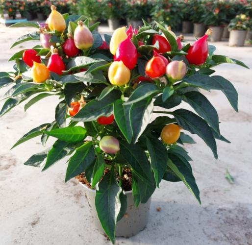 春季种菜指南,新手可以从这些瓜果蔬菜入手