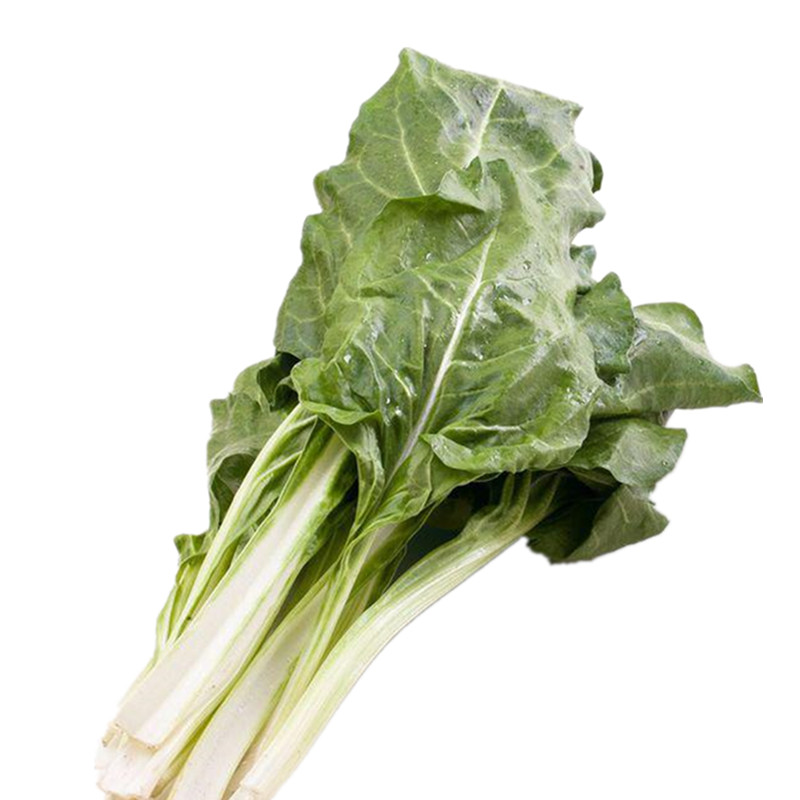 白梗牛皮菜种子四川根达菜种籽重庆厚皮菜野菜蔬菜种孑甜菜饭迟唛